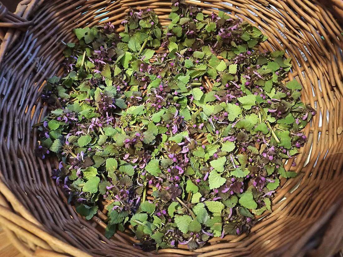Erbe officinali messe a essiccare