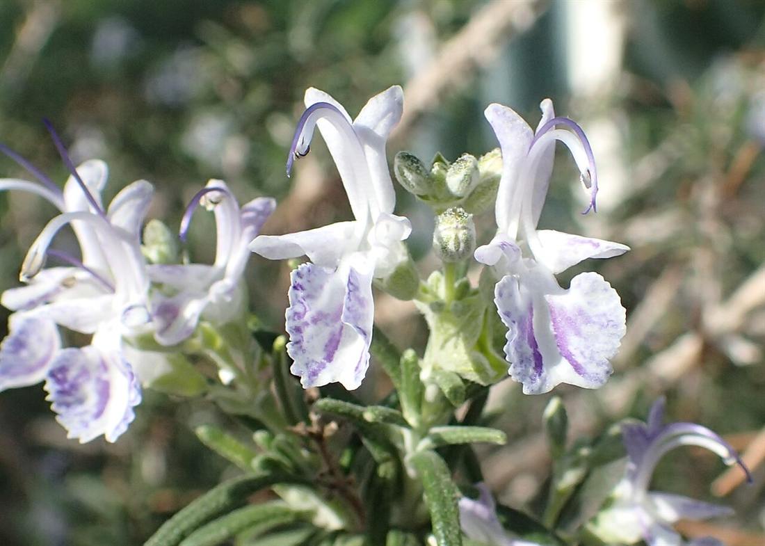 Rosmarino in fiore, pianta officinale mediterranea